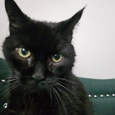 distinctivestatic's avatar